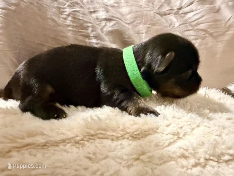 Green collar – Yorkshire Terrier puppy for sale in Dallas, NC