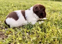 Girl #1, a female Yorkshire Terrier for sale in Dallas, NC – Photo 2 of 3