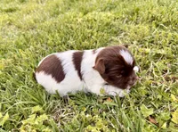 Girl #1, a female Yorkshire Terrier for sale in Dallas, NC – Photo 3 of 3