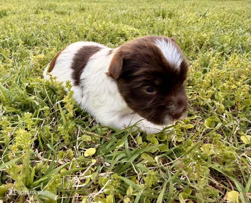 Girl #1 – Yorkshire Terrier puppy for sale in Dallas, NC