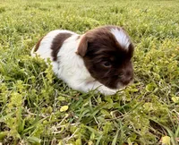 Girl #1, a female Yorkshire Terrier for sale in Dallas, NC – Photo 1 of 3