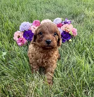 Paddington, a male Cavapoo for sale in Mifflin, PA – 2 of 2