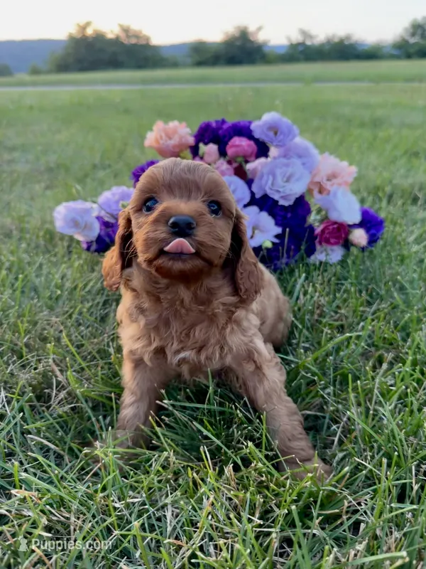 Winnie – Cavapoo puppy for sale in Mifflin, PA