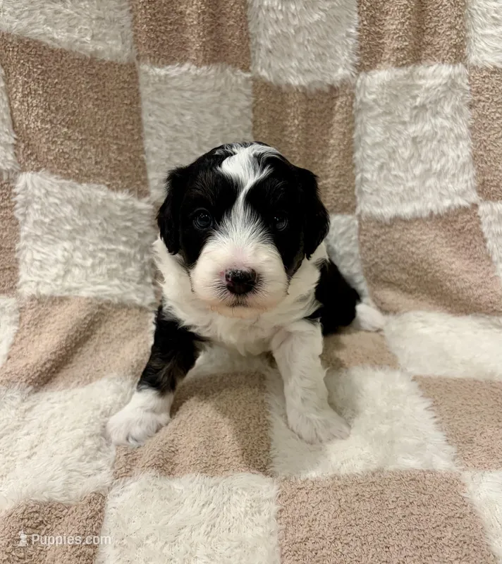 Atlas – Miniature Aussiedoodle puppy for sale in Mifflin, PA