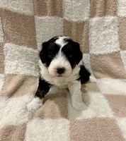 Atlas, a male Miniature Aussiedoodle for sale in Mifflin, PA – Photo 1 of 2