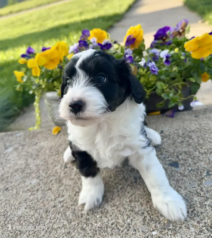 Atlas – Miniature Aussiedoodle puppy for sale in Mifflin, PA