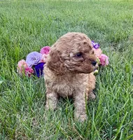 Teddy, a male Cavapoo for sale in Mifflin, PA – 2 of 2