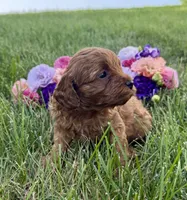 Winnie, a female Cavapoo for sale in Mifflin, PA – 2 of 2