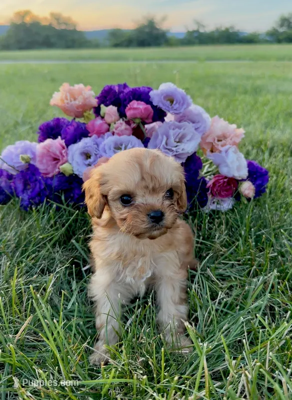 Little Honey – Cavapoo puppy for sale in Mifflin, PA