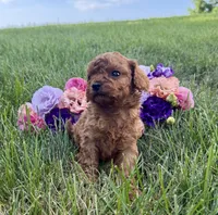 Maple, a female Cavapoo for sale in Mifflin, PA – 2 of 3