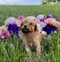 Little Honey, a female Cavapoo for sale in Mifflin, PA – 2 of 3