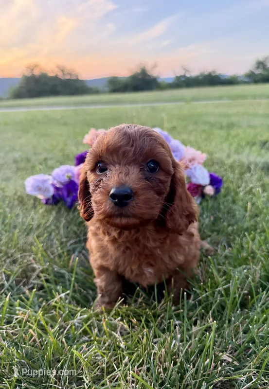 Paddington – Cavapoo puppy for sale in Mifflin, PA