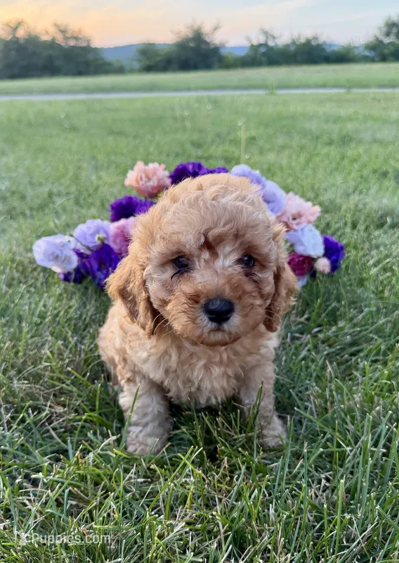 Teddy – Cavapoo puppy for sale in Mifflin, PA