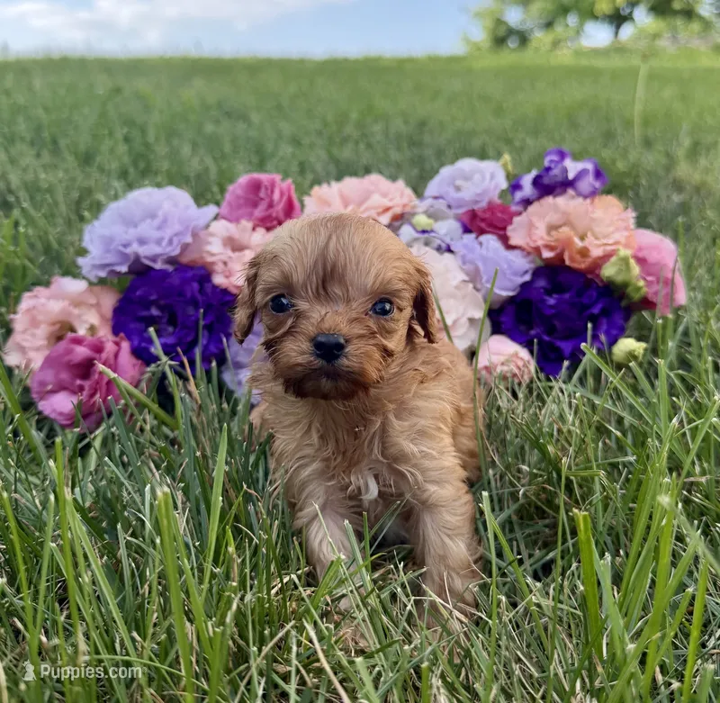 Little Honey – Cavapoo puppy for sale in Mifflin, PA
