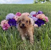 Little Honey, a female Cavapoo for sale in Mifflin, PA – 1 of 3