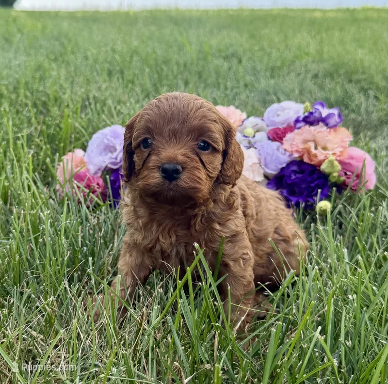 Winnie – Cavapoo puppy for sale in Mifflin, PA