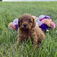Winnie, a female Cavapoo for sale in Mifflin, PA – 1 of 2