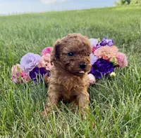 Maple, a female Cavapoo for sale in Mifflin, PA – 3 of 3