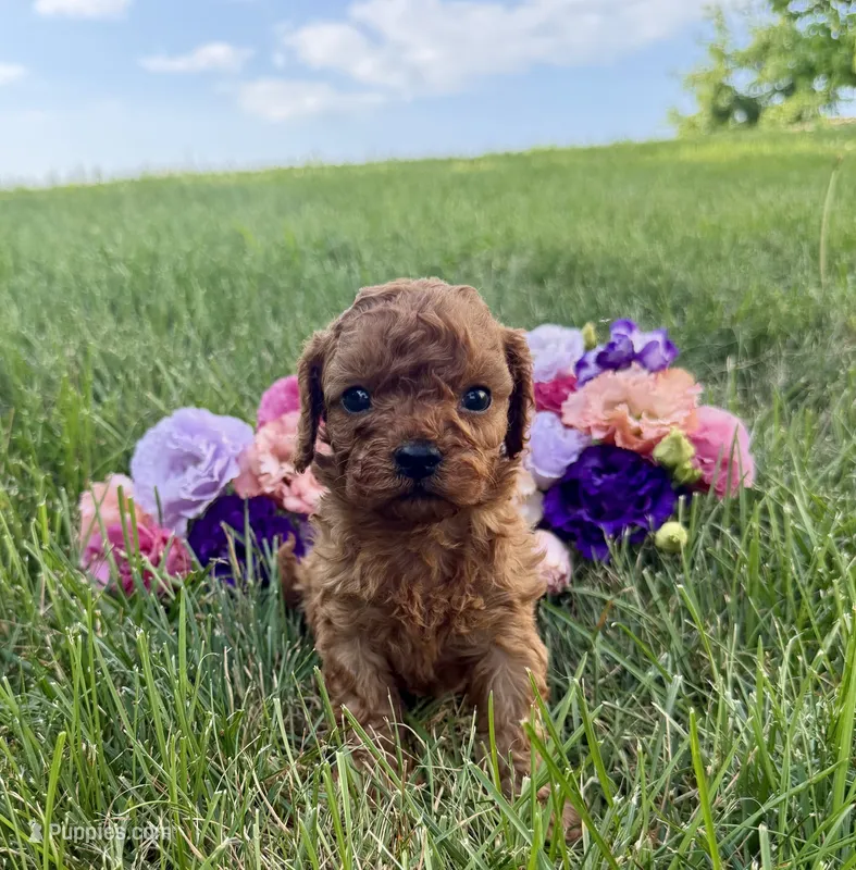 Maple – Cavapoo puppy on hold in Mifflin, PA