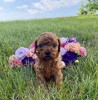 Maple, a female Cavapoo for sale in Mifflin, PA – 1 of 3
