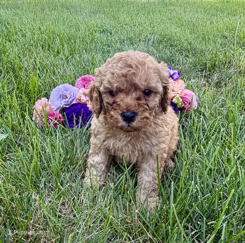 Teddy – Cavapoo puppy for sale in Mifflin, PA