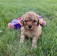 Teddy, a male Cavapoo for sale in Mifflin, PA – 1 of 2