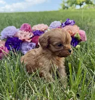 Little Honey, a female Cavapoo for sale in Mifflin, PA – 3 of 3