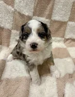 Bear, a male Miniature Aussiedoodle for sale in Mifflin, PA – Photo 1 of 2