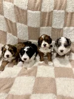 Bear, a male Miniature Aussiedoodle for sale in Mifflin, PA – Photo 2 of 2