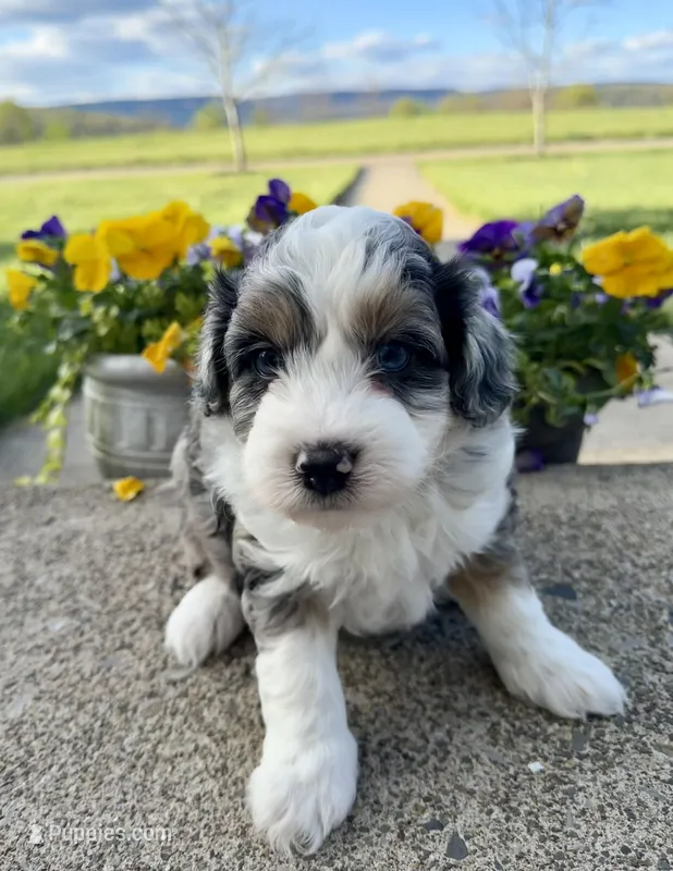 Bear – Miniature Aussiedoodle puppy for sale in Mifflin, PA
