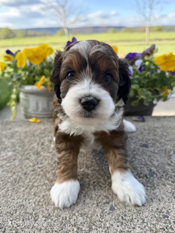 Luna – Miniature Aussiedoodle puppy for sale in Mifflin, PA