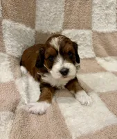 Luna, a female Miniature Aussiedoodle for sale in Mifflin, PA – Photo 1 of 2