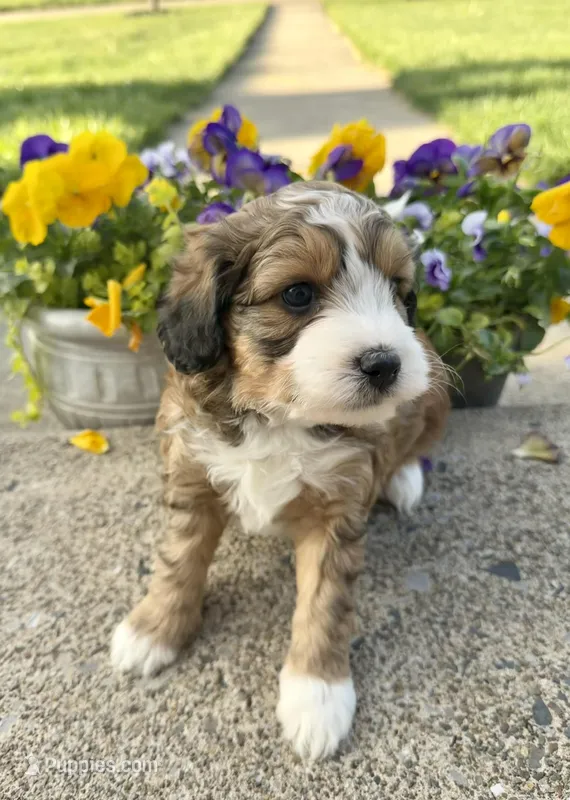 Cosmo – Miniature Aussiedoodle puppy for sale in Mifflin, PA