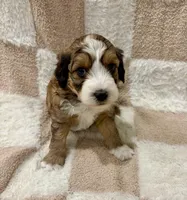Cosmo, a male Miniature Aussiedoodle for sale in Mifflin, PA – Photo 1 of 2
