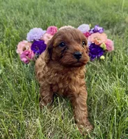 Paddington, a male Cavapoo for sale in Mifflin, PA – 1 of 2