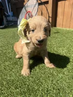 Pink, a female Miniature Goldendoodle for sale in Hartselle, AL – 4 of 4