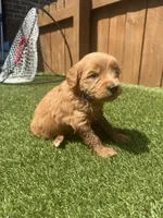 Blue, a female Miniature Goldendoodle for sale in Hartselle, AL – 3 of 5