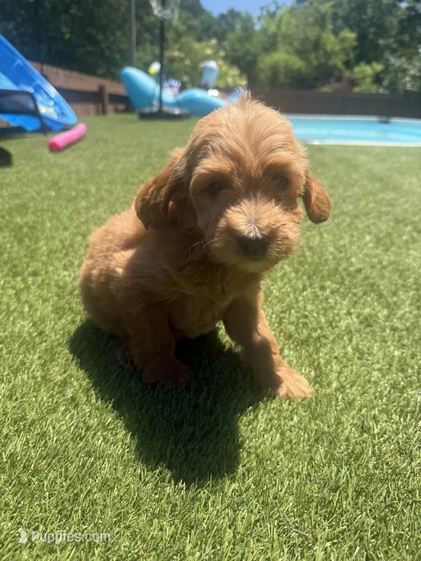 Black – Miniature Goldendoodle puppy for sale in Hartselle, AL