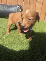 Red, a male Miniature Goldendoodle for sale in Hartselle, AL – 2 of 4