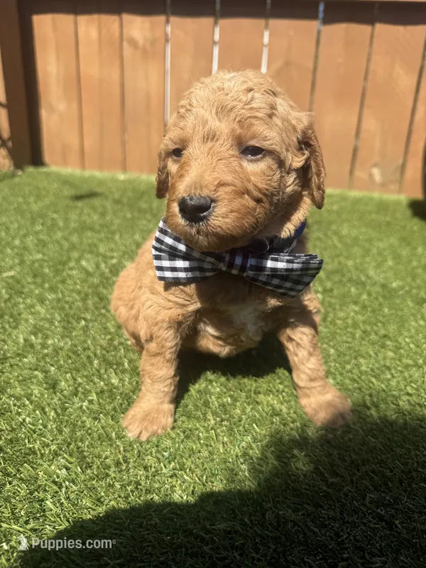Blue – Miniature Goldendoodle puppy for sale in Hartselle, AL