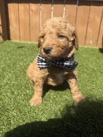 Blue, a male Miniature Goldendoodle for sale in Hartselle, AL – 1 of 4