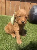 Green, a female Miniature Goldendoodle for sale in Hartselle, AL – 2 of 4