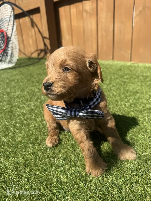 Black – Miniature Goldendoodle puppy for sale in Hartselle, AL