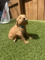 Blue, a female Miniature Goldendoodle for sale in Hartselle, AL – 5 of 5