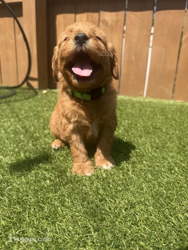 Green – Miniature Goldendoodle puppy for sale in Hartselle, AL