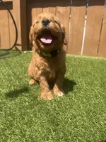 Green, a female Miniature Goldendoodle for sale in Hartselle, AL – 1 of 4