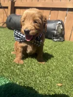 Green, a male Miniature Goldendoodle for sale in Hartselle, AL – 3 of 4