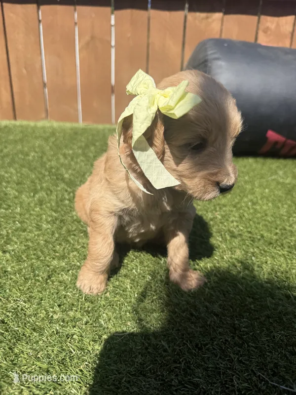 Pink – Miniature Goldendoodle puppy for sale in Hartselle, AL