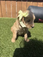 Pink, a female Miniature Goldendoodle for sale in Hartselle, AL – 1 of 4