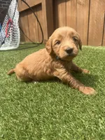 Blue, a female Miniature Goldendoodle for sale in Hartselle, AL – 4 of 5
